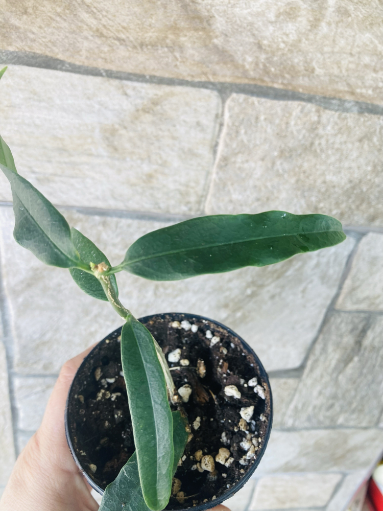 Hoya amriata 