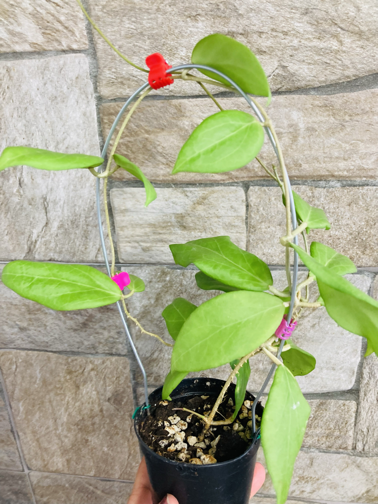 Hoya cutis porcelana 