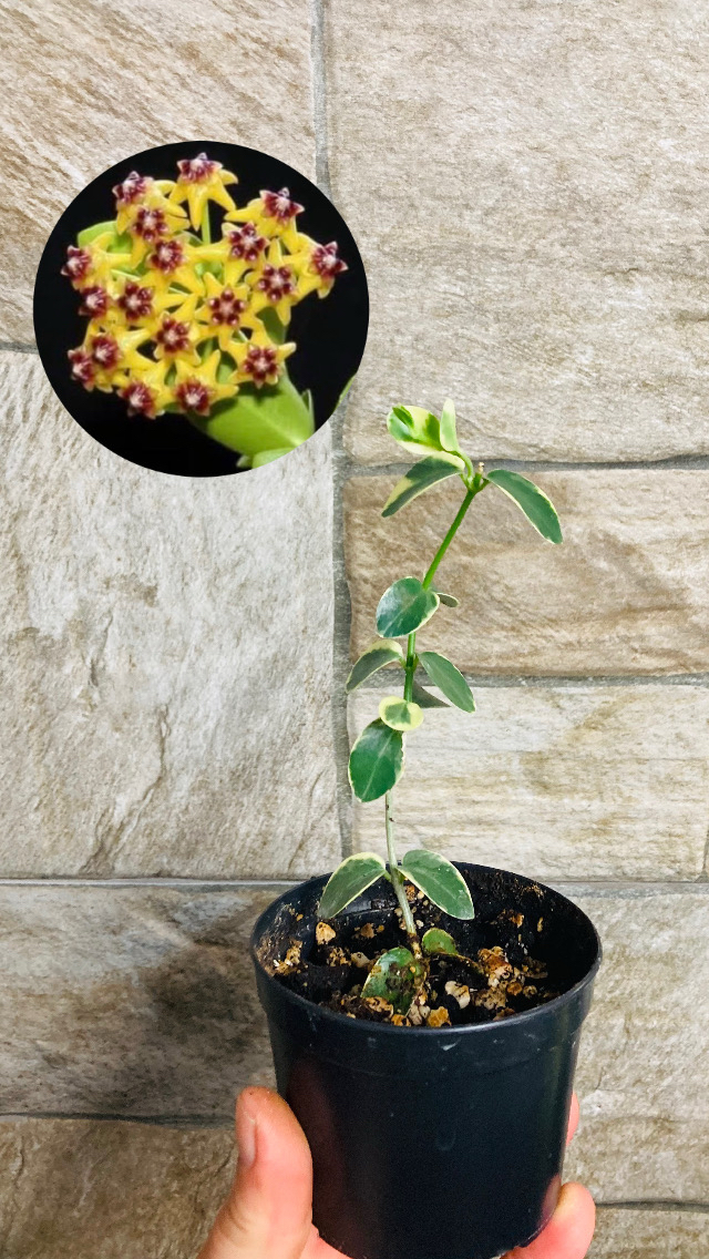 Hoya cummingiana variegate