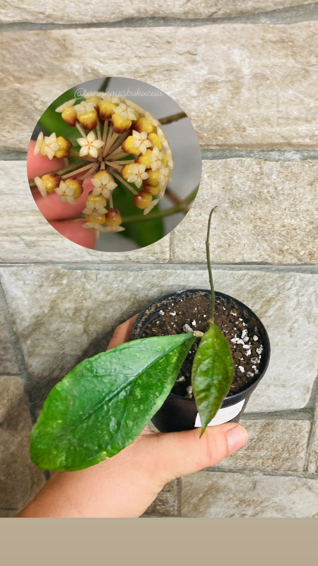 Hoya Finlaysonii chicken farm 