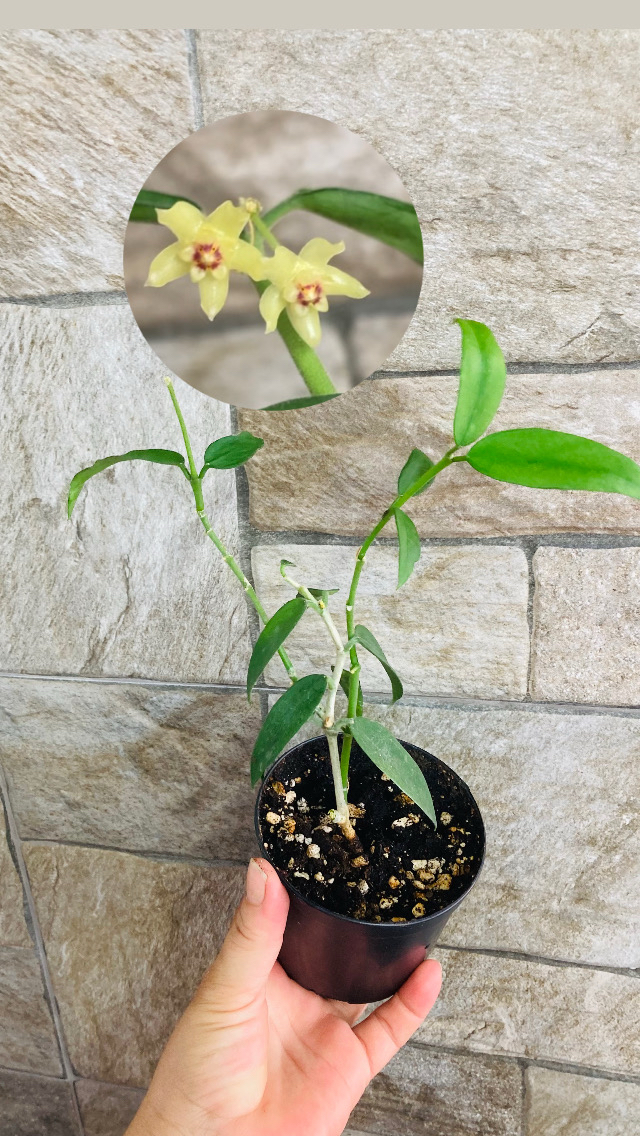 Hoya burmanica