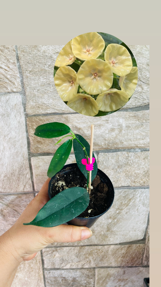 Hoya campanulata yellow 