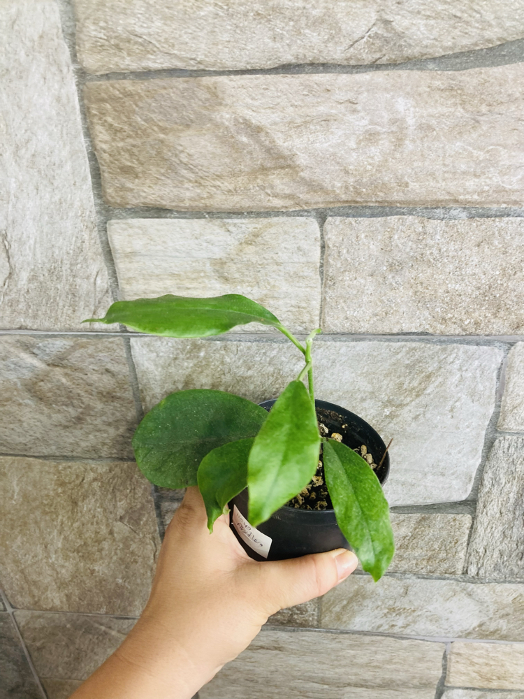 Hoya albiflora