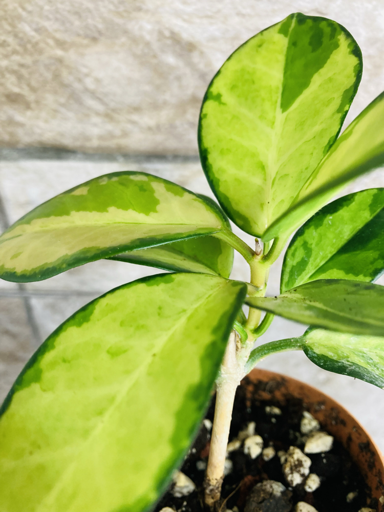 Hoya australis lisa 
