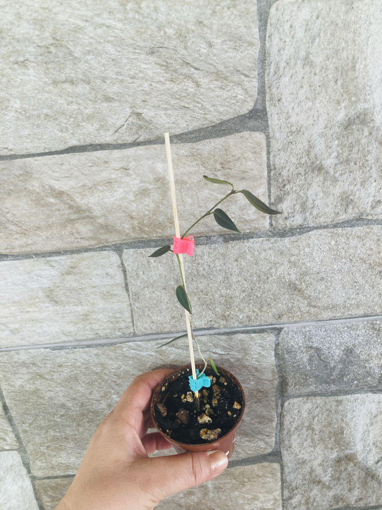 Hoya carii