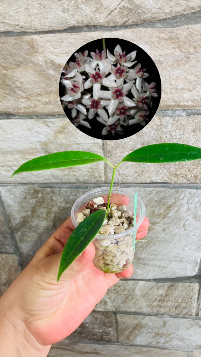 Hoya grenii