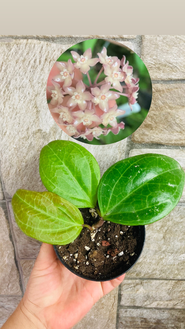 Hoya sarawak cream