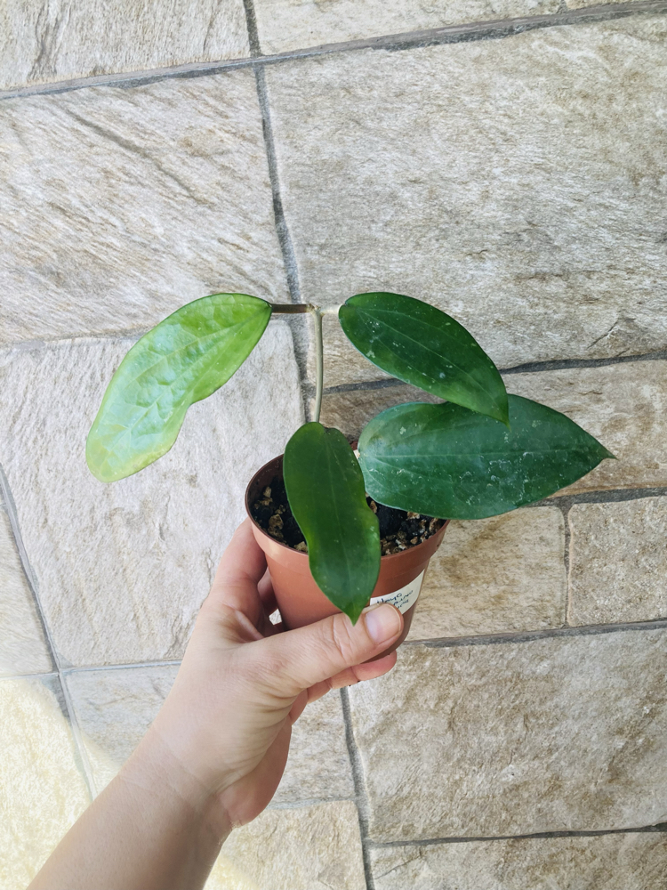 Hoya purpureofusca 