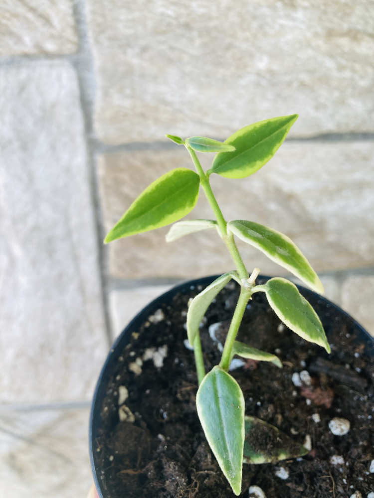Hoya bella variegate