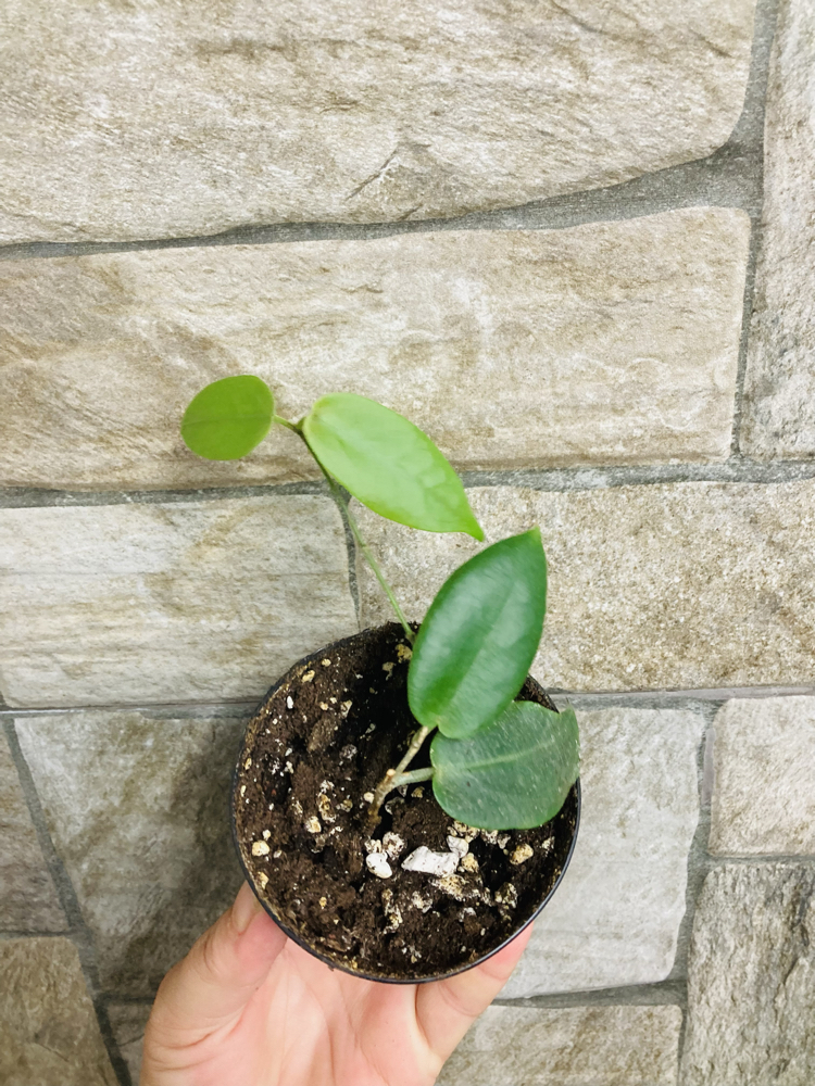 Hoya inflata 