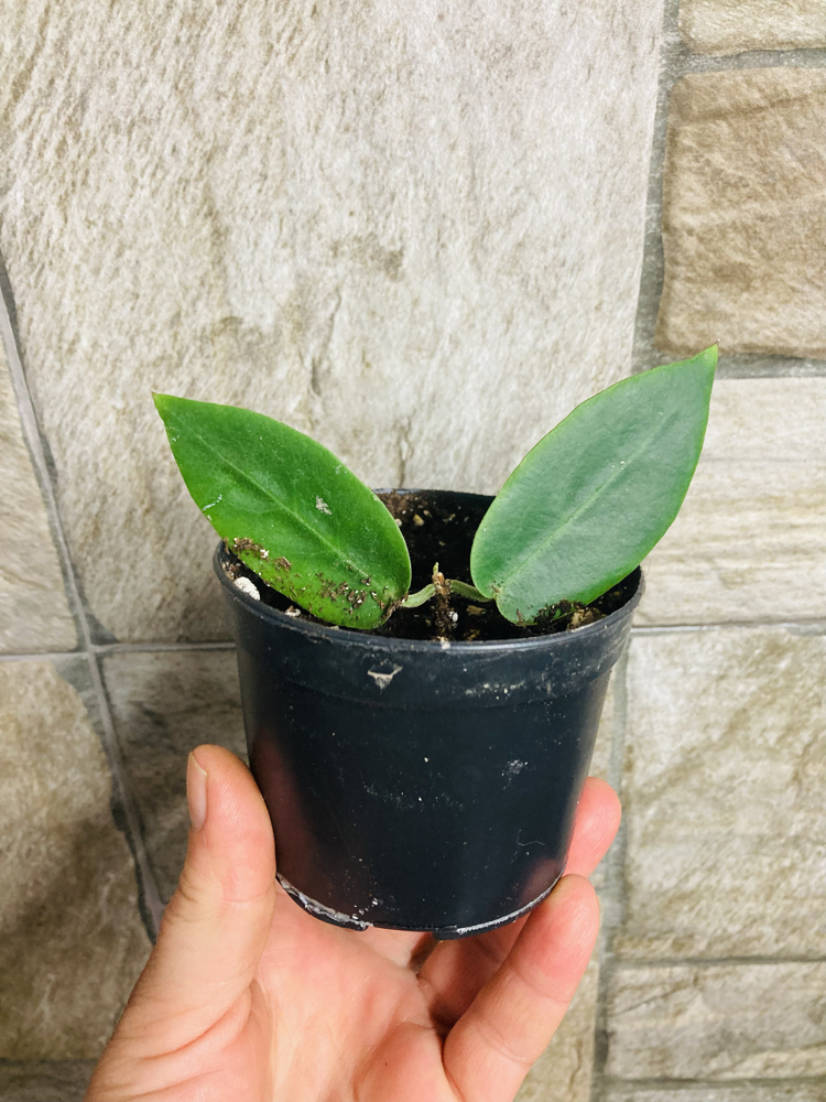 Hoya inflata