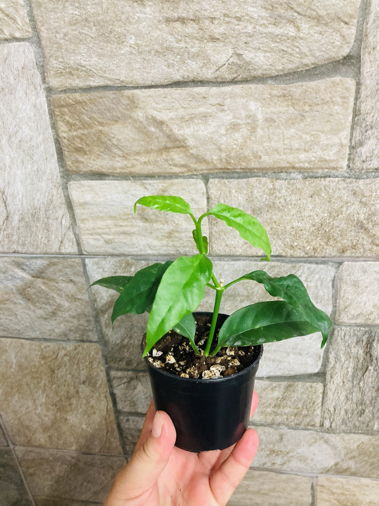 Hoya solokensis 