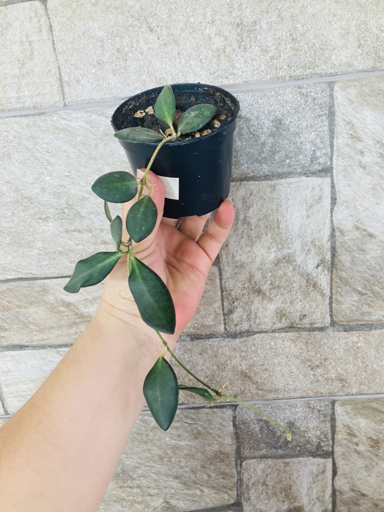 Hoya burtoniae