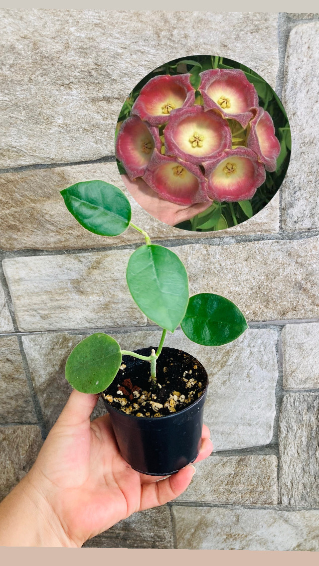 Hoya lautarbahii