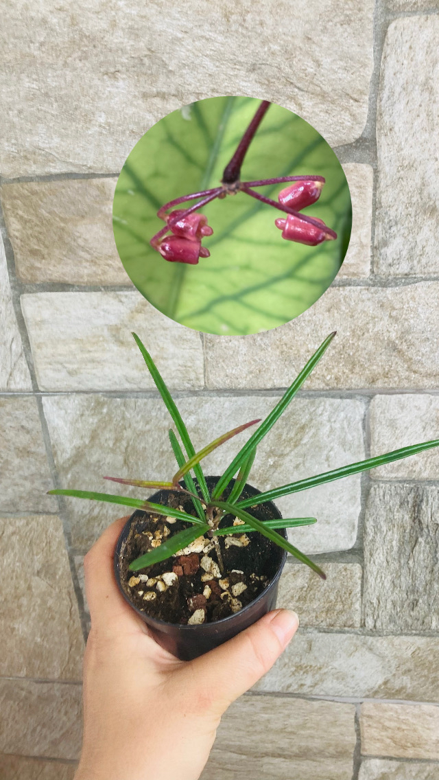 Hoya İnsularis