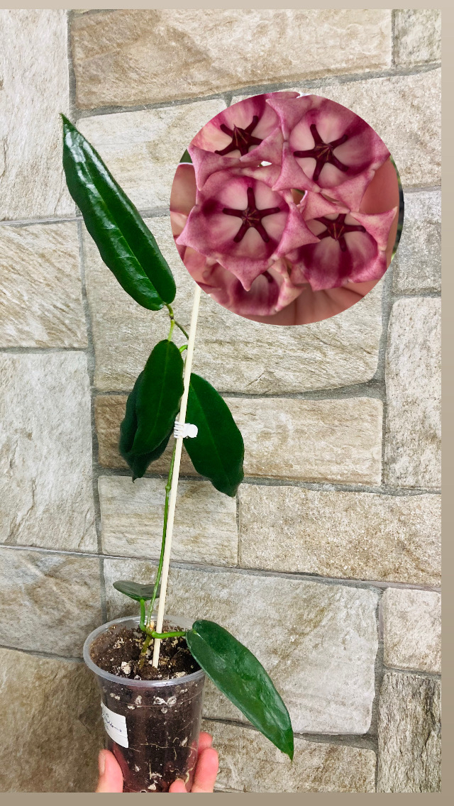 Hoya Arcboldiana pink