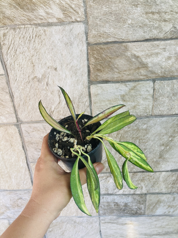Hoya wayetii tricolar