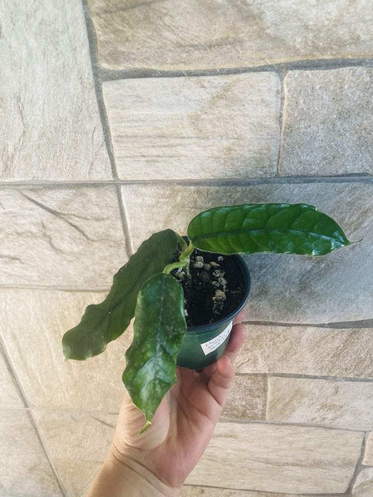 Hoya villosa long leaf