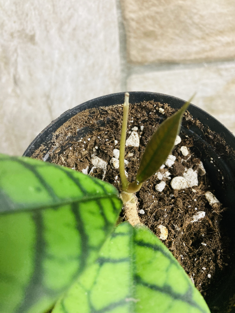Hoya callistophylla cal 16