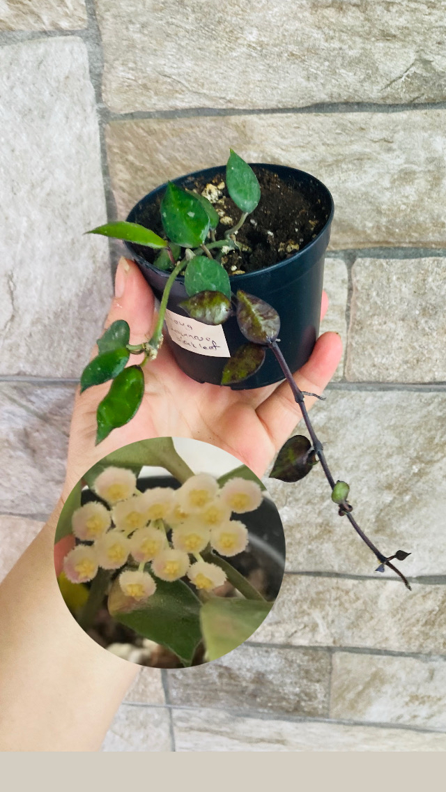Hoya lacunosa black leaf