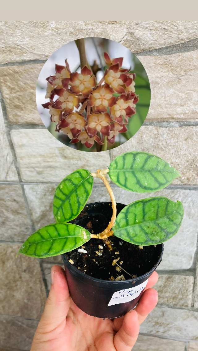 Hoya callistophylla 