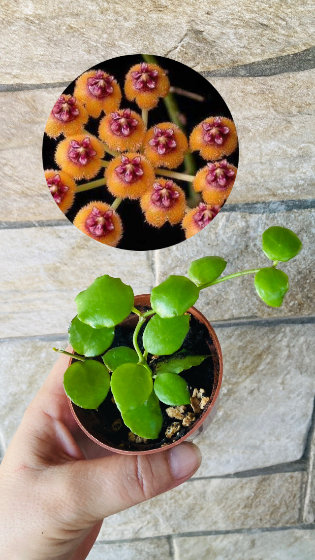 Hoya endauensis