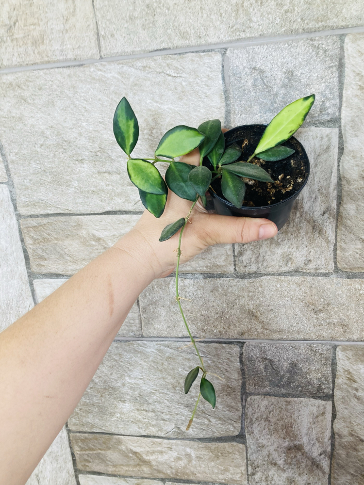 Hoya de -70 variegate