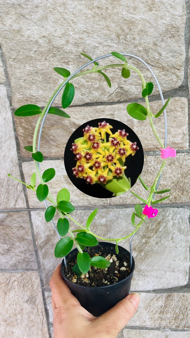 Hoya cummingiana (büyük boy)