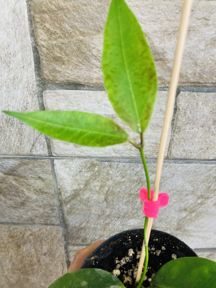 Hoya ut 030