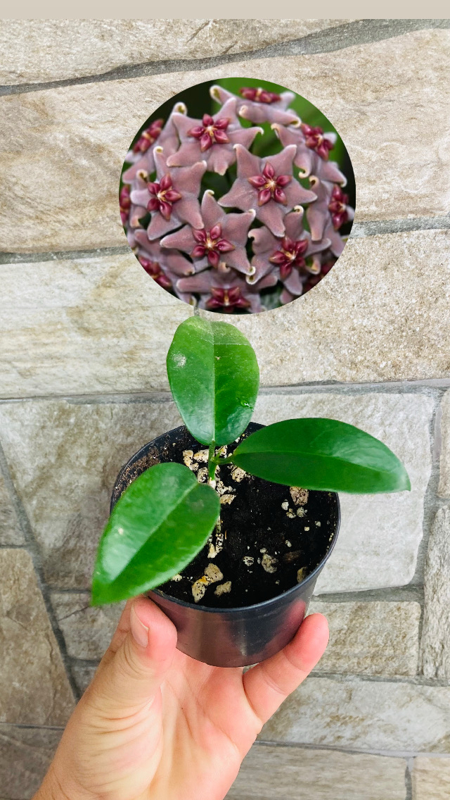 Hoya vitiensis 