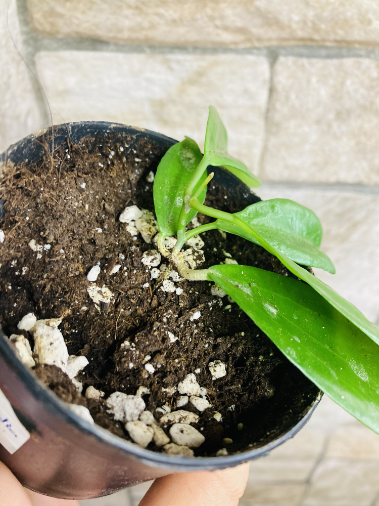 Hoya neo ebudica 