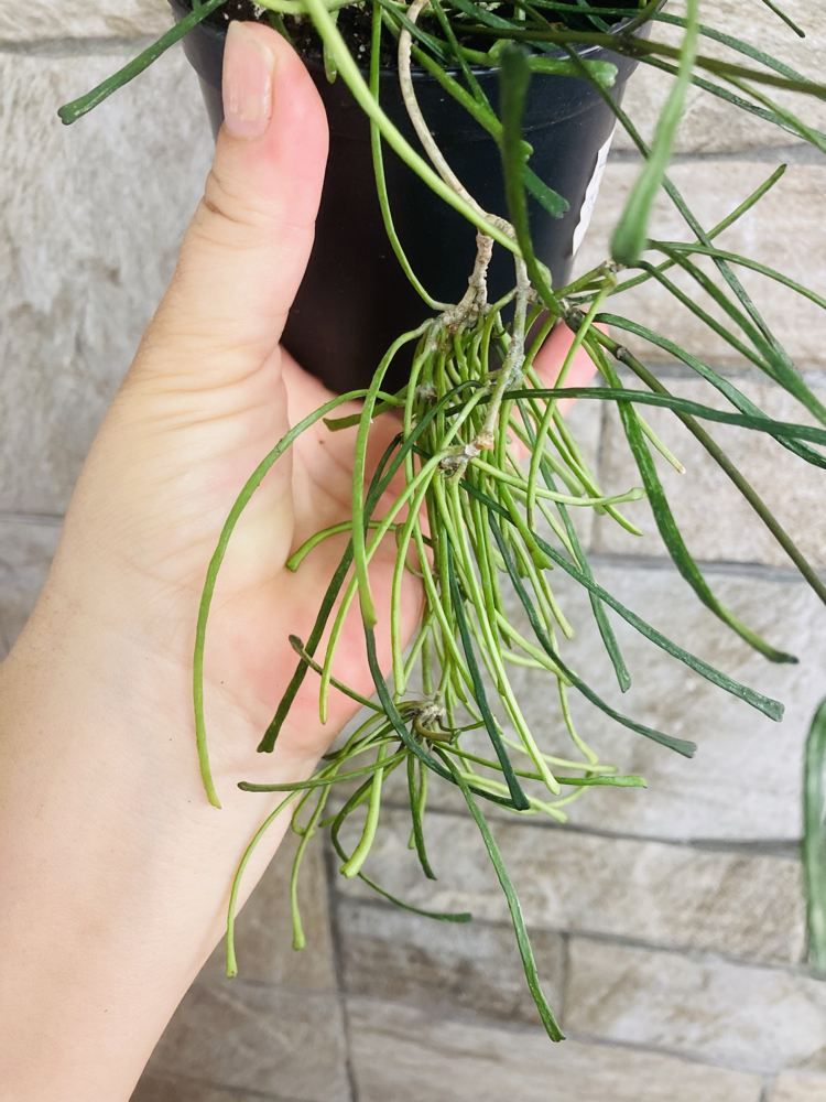 Hoya retusa 