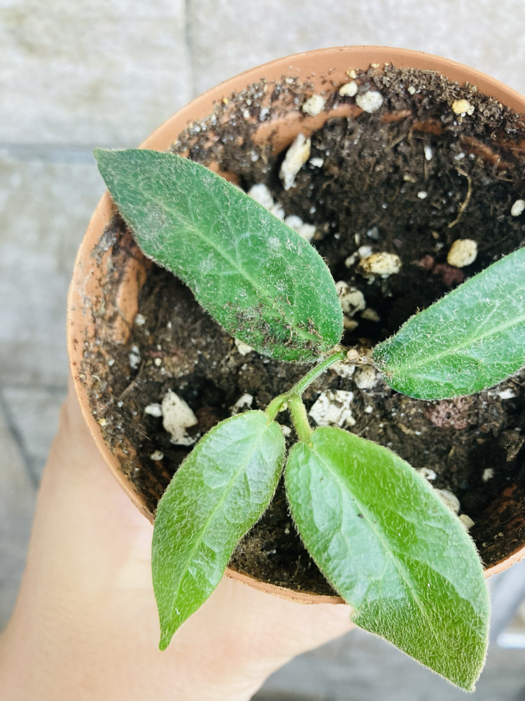 Hoya patella pink 
