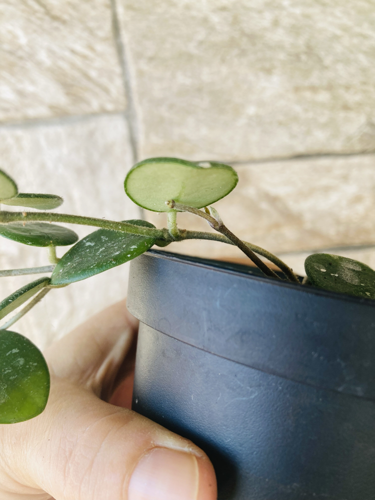 Hoya mathilde 