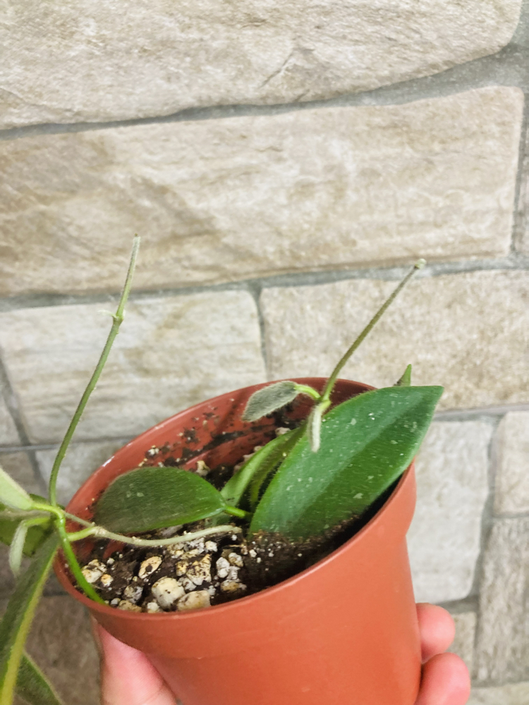 Hoya thomsonii white