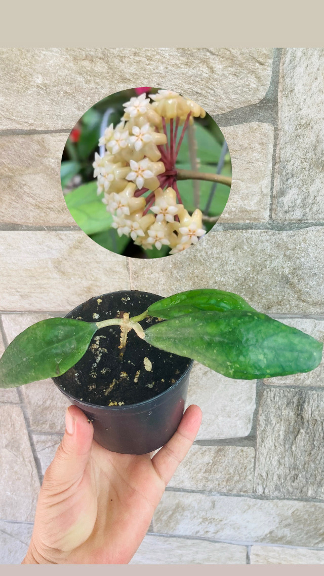 Hoya sp germany