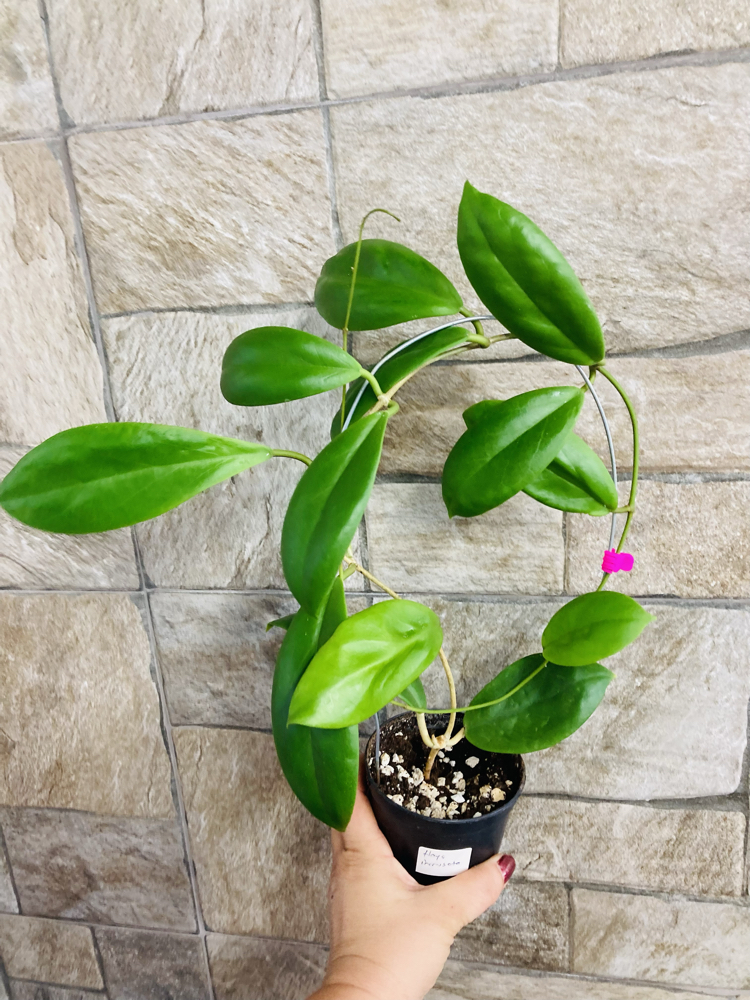 Hoya incarssata