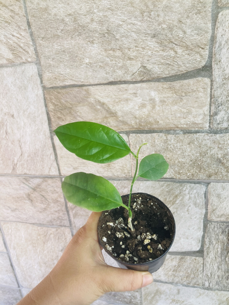 Hoya alagensis 
