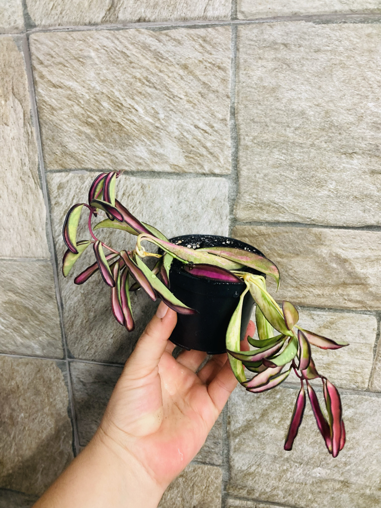 Hoya wayetii tricolar 