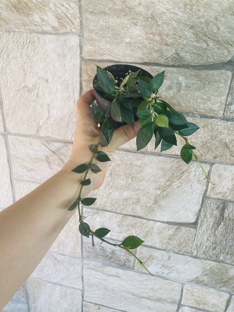 Hoya lacunosa