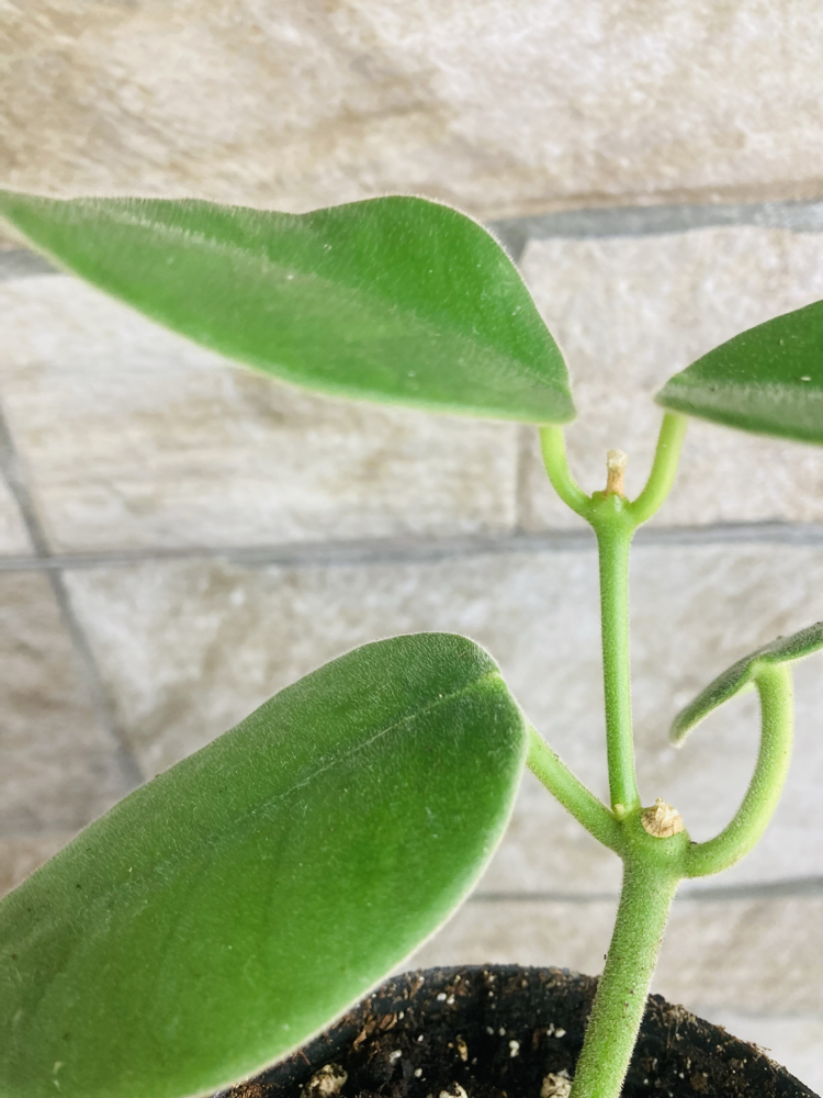 Hoya gigas