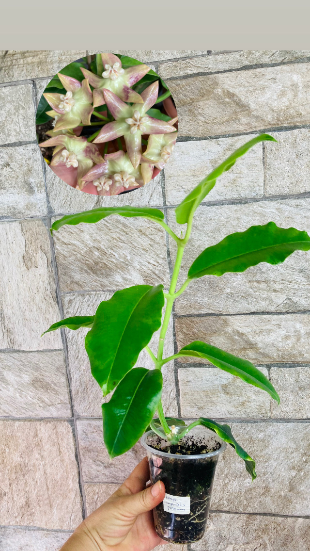 Hoya imperialis palawan