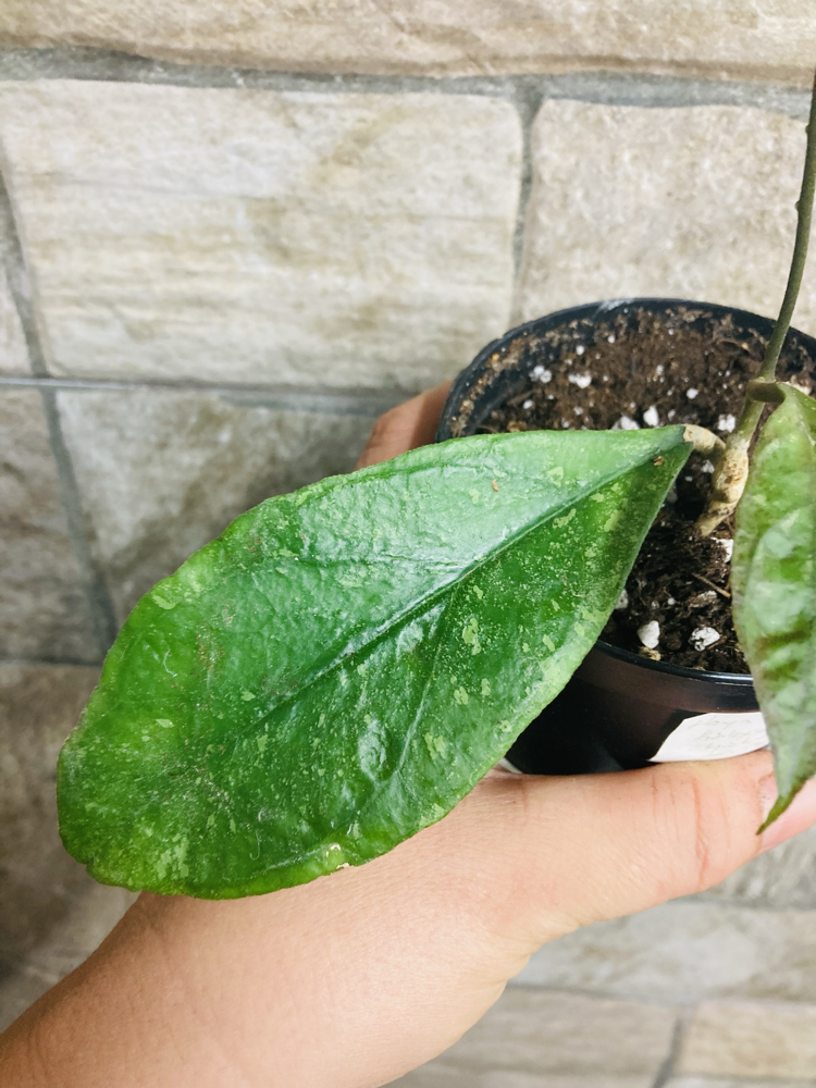 Hoya Finlaysonii chicken farm 