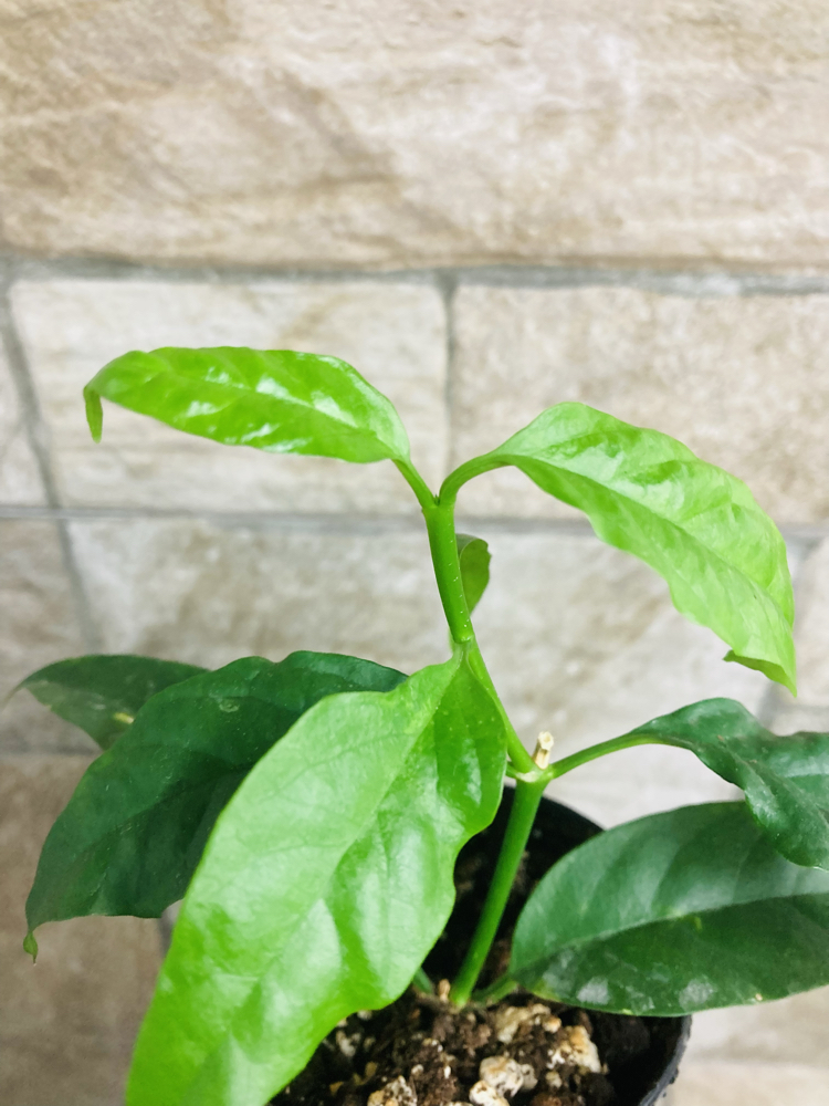Hoya solokensis 