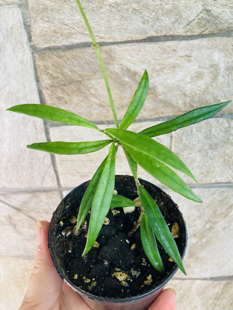 Hoya Pauciflora