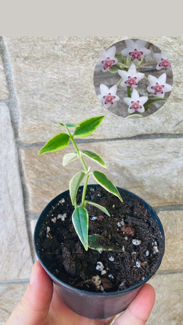 Hoya bella variegate