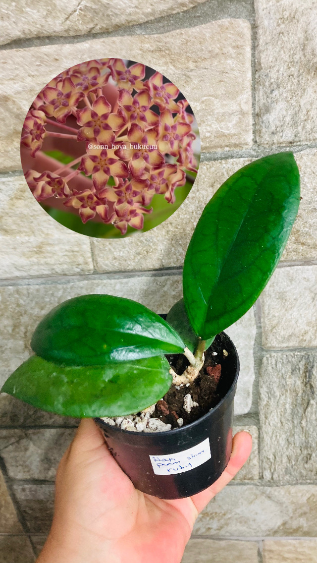 Hoya puom siam ruby