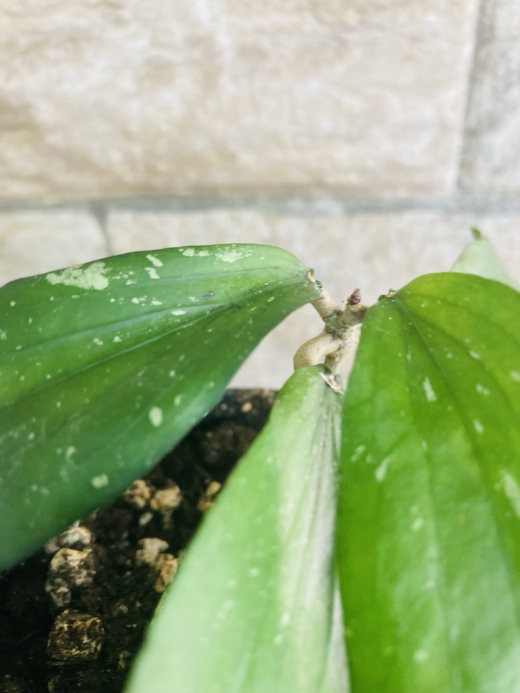 Hoya erythrina kedah peak 