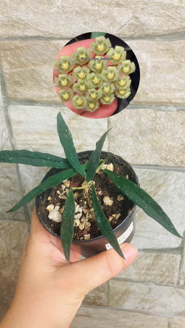 Hoya mirabilis