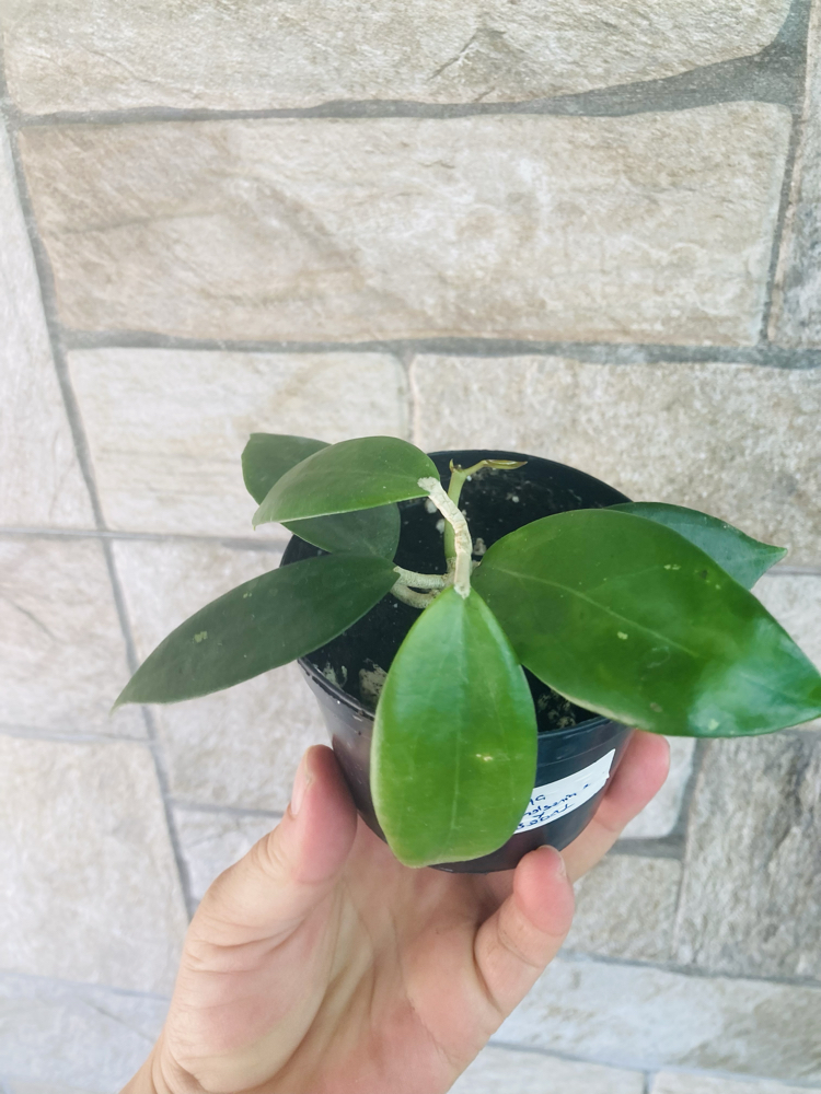 Hoya nicholsoniae x mb0001